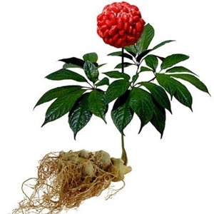 O ginseng na composição